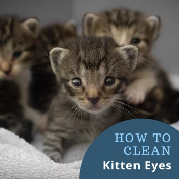 How to clean kittens